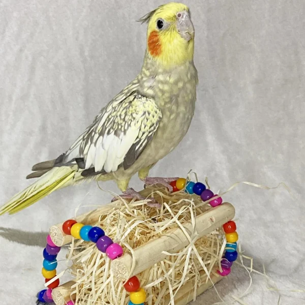 Puxa Palha, Brinquedo para Calopsita, Periquito, Agapornis